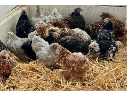 Pekin Bantams